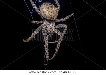 Spider On Black Background ( Nuctenea Umbratica ),  The Walnut Orb - Weaver Spider - Macro, Closeup