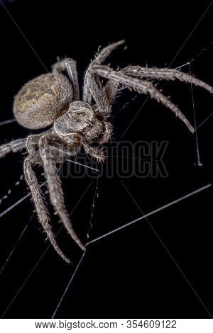 Spider On Black Background ( Nuctenea Umbratica ),  The Walnut Orb - Weaver Spider - Macro, Closeup