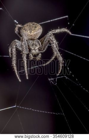 Spider On Black Background ( Nuctenea Umbratica ),  The Walnut Orb - Weaver Spider - Macro, Closeup