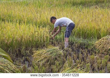 Parapat, Indonesia - January 2, 2020. Young Worker Manually Picks Ears Of Rice With A Sickle
