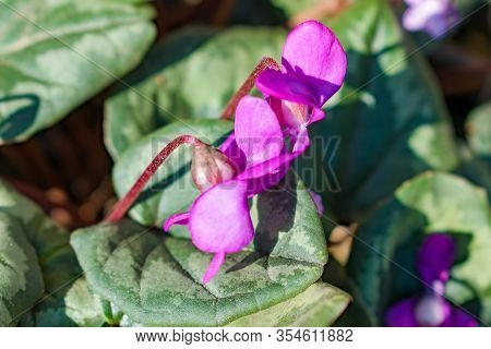 Pink Flower With A Green Leaf They Are Called Proliski