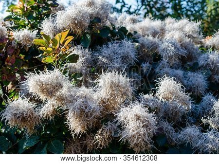 Cotinus Coggygria 