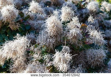 Cotinus Coggygria 