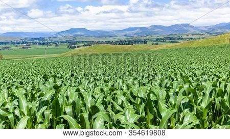 Farms Maize Crops Agriculture Landscape