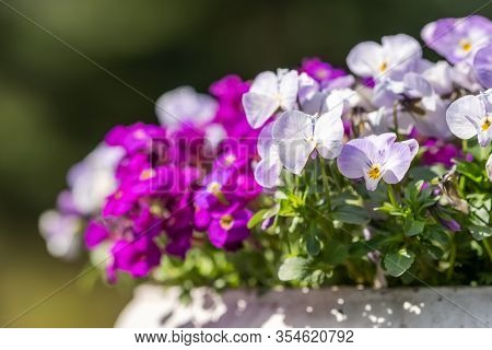 Beautiful viola tricolor purple flowers blooming in flower pot close up