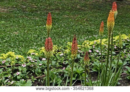 Group Of Red Hot Pokers Flower Also Kniphofia Hirsuta, Called Tritoma,  Torch Lily, Knofflers, Traff