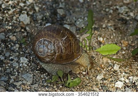 The Snail Or Helix Moving Along The Wet Shore Of The Vit River On A Warm Spring Day Near The Town Of
