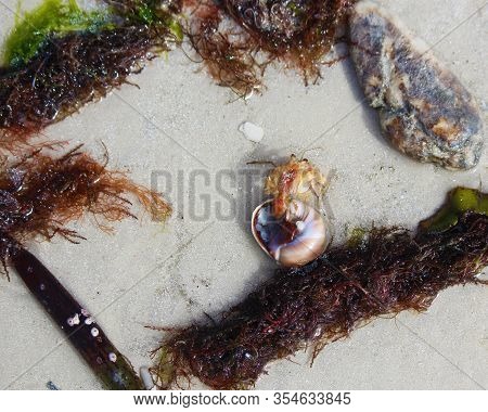 A Hermit Crab Stuck In The Sand As Tides Begin To Recede