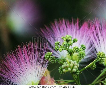 Beautiful Pink Fringe Tree Flowers And Buds