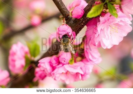 Bee On Flowers Of Sakura Rose Bushes
