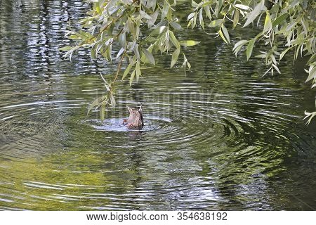 Female Mallard Duck Diving In Pond In Searching Of Feed Under Silver Willow Branch. Circles On Water