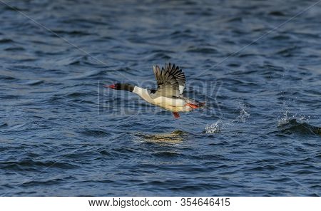 Bird. Common Merganser In Flight.
 The Common Merganser Eats Fish And Nesting In Holes In Trees.