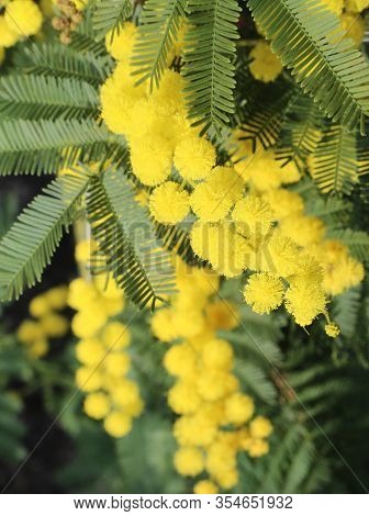 Flowers Of Mimosa Blossomed In Spring With Green Leaves