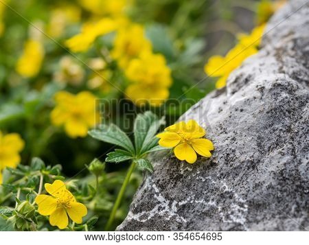 Yellow Flowers Of Potentilla Reptans ( Creeping Cinquefoil, European Cinquefoil) Plant Blooming In S