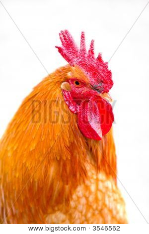 Bantam hane