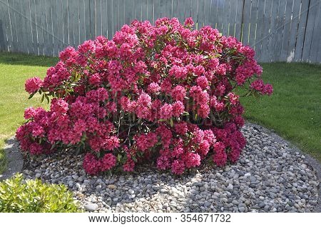 Bright Pink Rhododendron Bush In Full Bloom In The Spring Against A Wood Fence.  Large Heads Of This