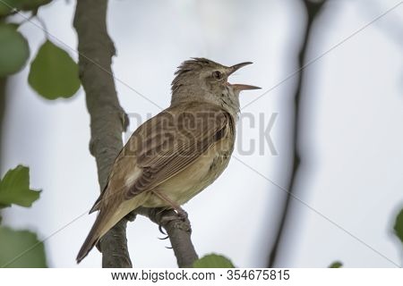 Great Reed Warbler Bird - Acrocephalus Arundinaceus