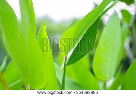 Saturated Green Leaf Of A Tropical Plant
