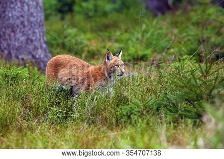 The Eurasian Lynx (lynx Lynx), Also Known As The European Lynx Or Siberian Lynx In Autumn Colors.you