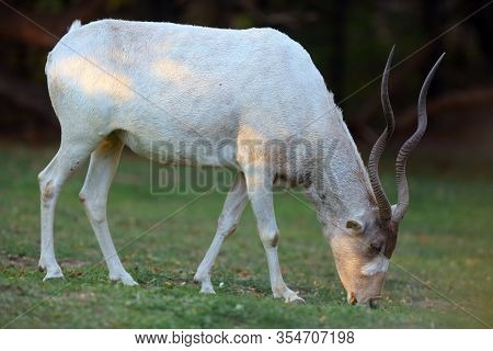The Addax (addax Nasomaculatus), Also Known As The White Antelope And The Screwhorn Antelope Walked 