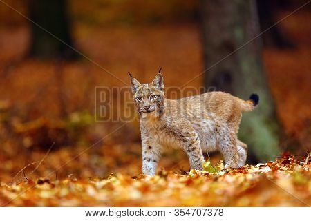 The Eurasian Lynx (lynx Lynx), Also Known As The European Lynx Or Siberian Lynx In Autumn Colors.