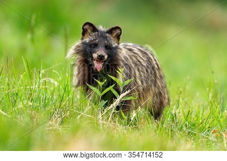 Raccoon Dog Breathing Heavily On A Hot Summer Day With Mouth Open