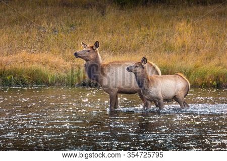 Deers Standing In Middle Of Shallow River And Looking Around To Escape From Dangerous Animals In Woo