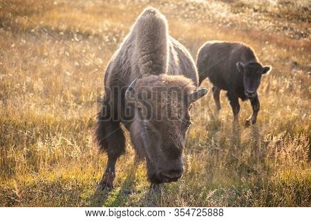 Portrait Of American Bison With Brown Furry Walking Around And Eating Dry Grass On Field Of Yellowst