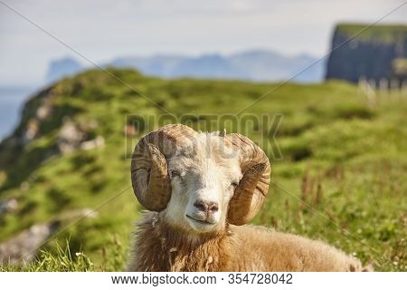Sheep Lamb Grazing On The Faroe Islands Green Meadows. Scenery