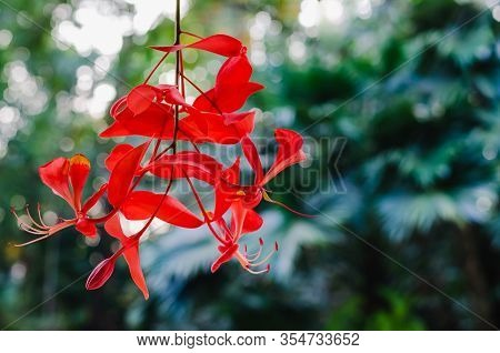 Red Color Pride Of Burma Flowers (amherstia Nobilis) Hanging From Its Tree With Bokeh Background For