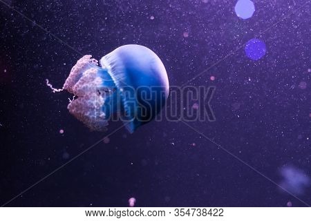 Blue Blubber Jellyfish In The Dark Water. Catostylus Mosaicus.