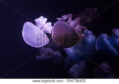 Blue Blubber Jellyfish In The Dark Water. Catostylus Mosaicus.