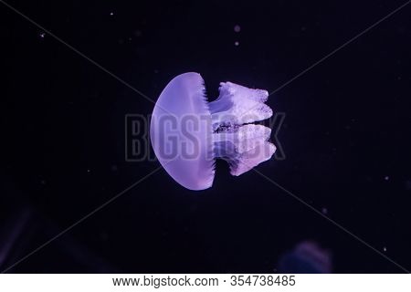 Blue Blubber Jellyfish In The Dark Water. Catostylus Mosaicus.