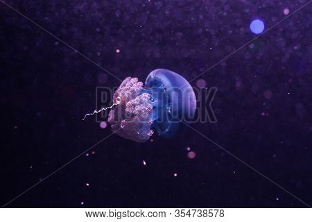 Blue Blubber Jellyfish In The Dark Water. Catostylus Mosaicus.