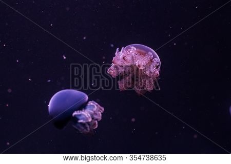 Blue Blubber Jellyfish In The Dark Water. Catostylus Mosaicus.