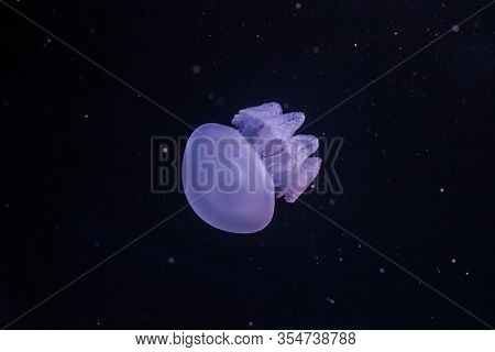 Blue Blubber Jellyfish In The Dark Water. Catostylus Mosaicus.