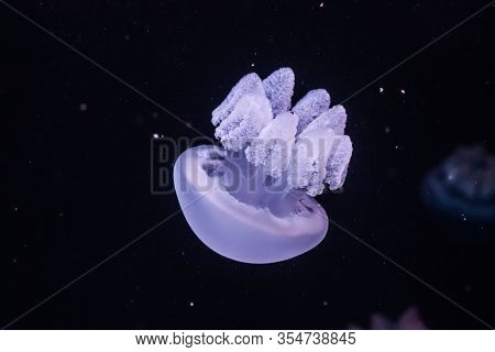 Blue Blubber Jellyfish In The Dark Water. Catostylus Mosaicus.