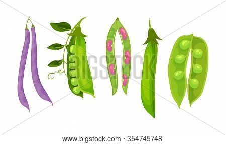 Leguminous Plants With Open Pods And Beans Inside Vector Set
