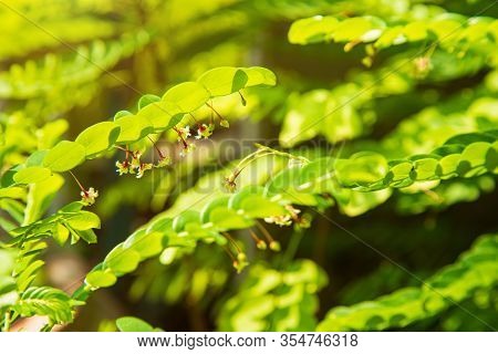 Close Up Phyllanthus Pulcher Wall Red Herbal Flower Hanging Under Leaves In Rows, This Tropical Paln