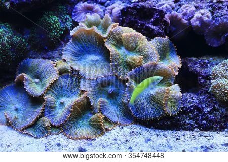 Beautiful Colorful Underwater Marine Life In The Aquarium