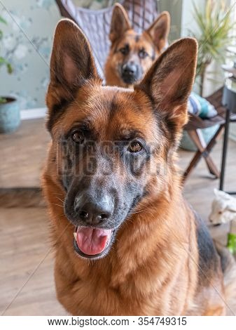 Portrait Of A German Shepherd, 3 Years Old, Portrait, In Front. Unsharp Young Female German Shepperd