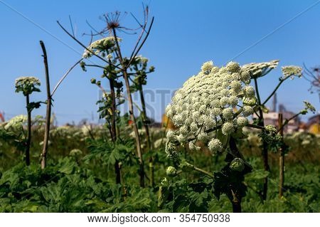 Giant Hogweed Plant Giant Hogweed Sosnowski, Growing In Field, Heracleum Manteggazzianum