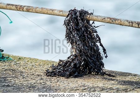 Algae Hanging At Rail In Harbour In County Donegal, Ireland