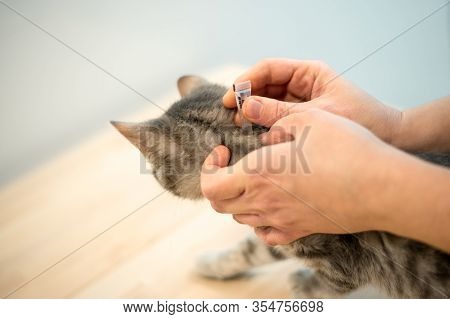 Female Veterinarian Doctor Uses Anti-flea Drops To Treat A Cat