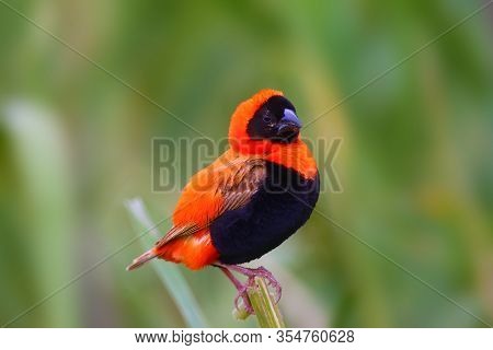 The Southern Red Bishop Or Red Bishop (euplectes Orix) Sitting On The Branch With Green Background. 