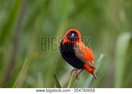 The Southern Red Bishop Or Red Bishop (euplectes Orix) Sitting On The Branch With Green Background. 