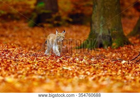 The Eurasian Lynx (lynx Lynx), Also Known As The European Lynx Or Siberian Lynx In Autumn Colors.