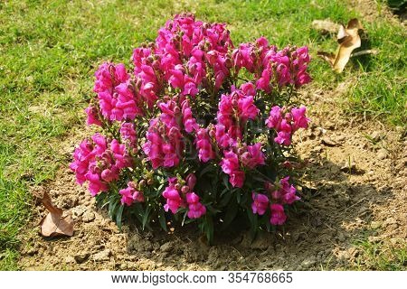 Close Up Of Best Annual Flowers, Antirrhinum Majus,  Flowers, Commom Snapdragon Flowering Plants Gro