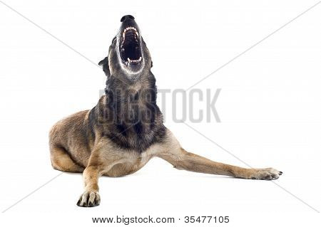 Rozzlobený Malinois