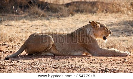 Arslan: luangwa Milli Parkı Zambiya